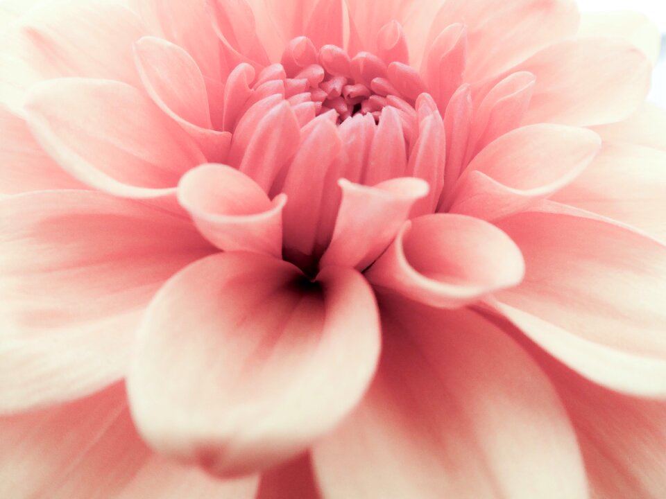 Floral bloom blossom