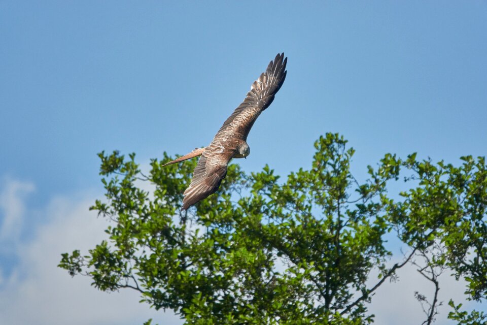 Sky bird of prey wing