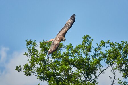 Sky bird of prey wing photo
