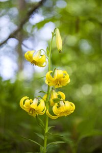 Yellow rare flower a yellow flower
