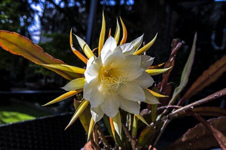 Cactus flowering succulent
