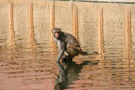 Animal india monkey in the water photo