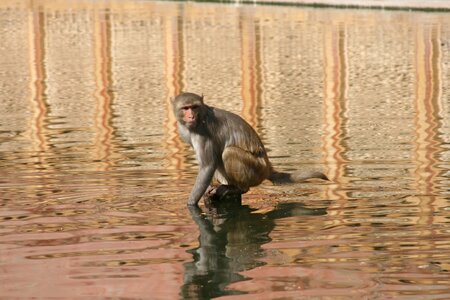 Animal india monkey in the water
