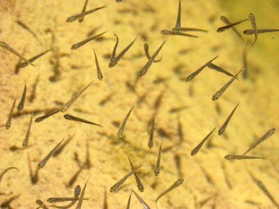 Fry fish young