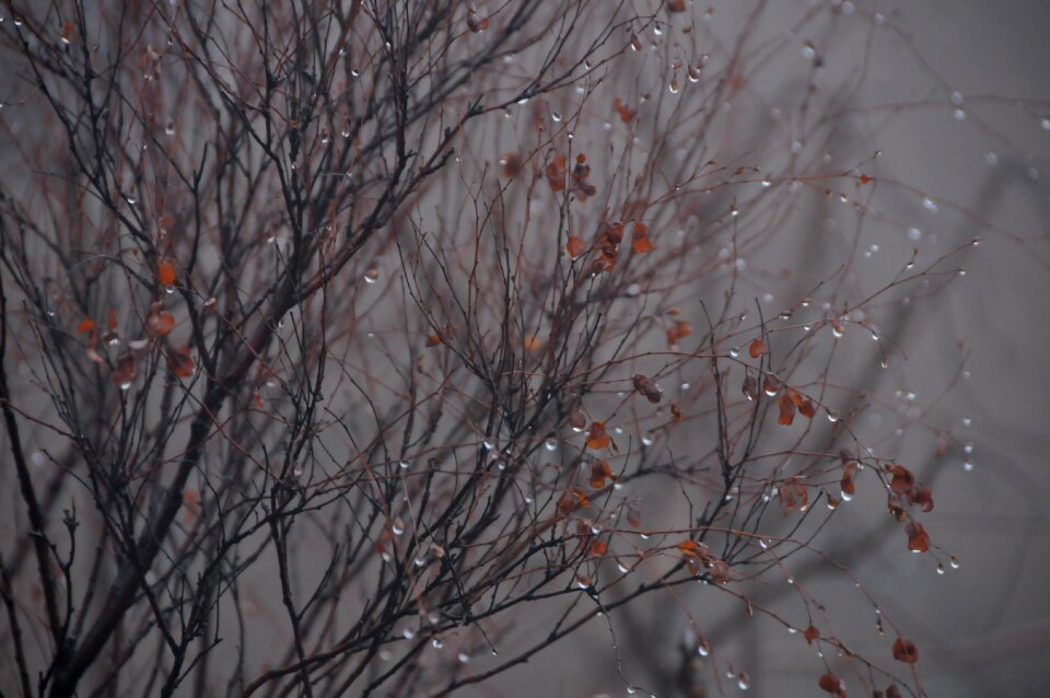 Water droplets rain plant