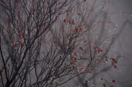 Water droplets rain plant