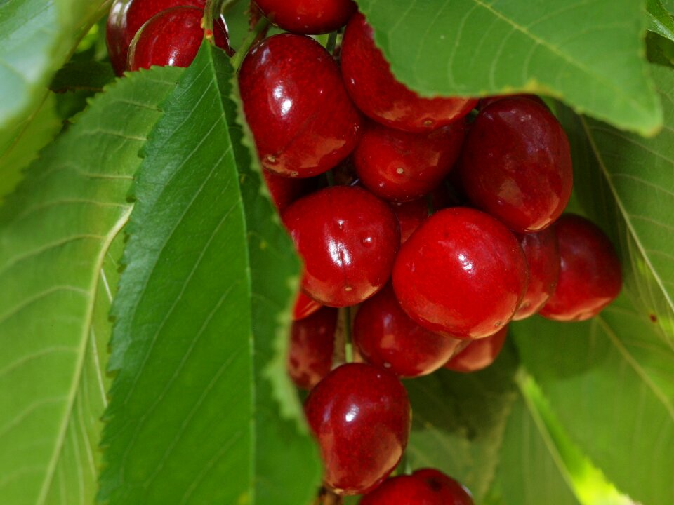 Cherry fruit summer