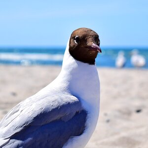 Marine birds aquatic sea photo