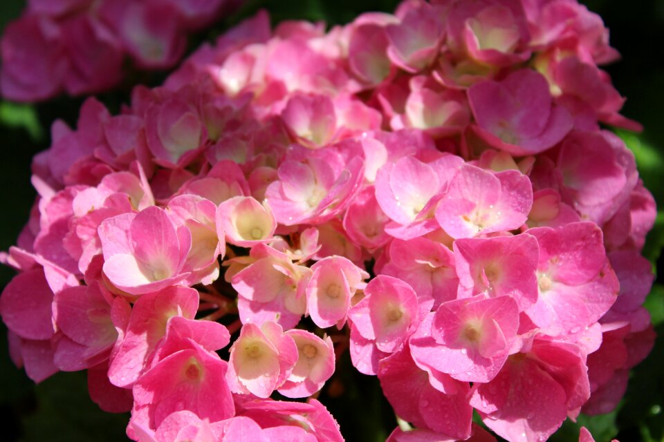 Bloom summer ornamental shrub