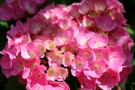 Bloom summer ornamental shrub photo