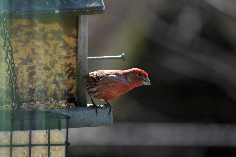Bird animal nature