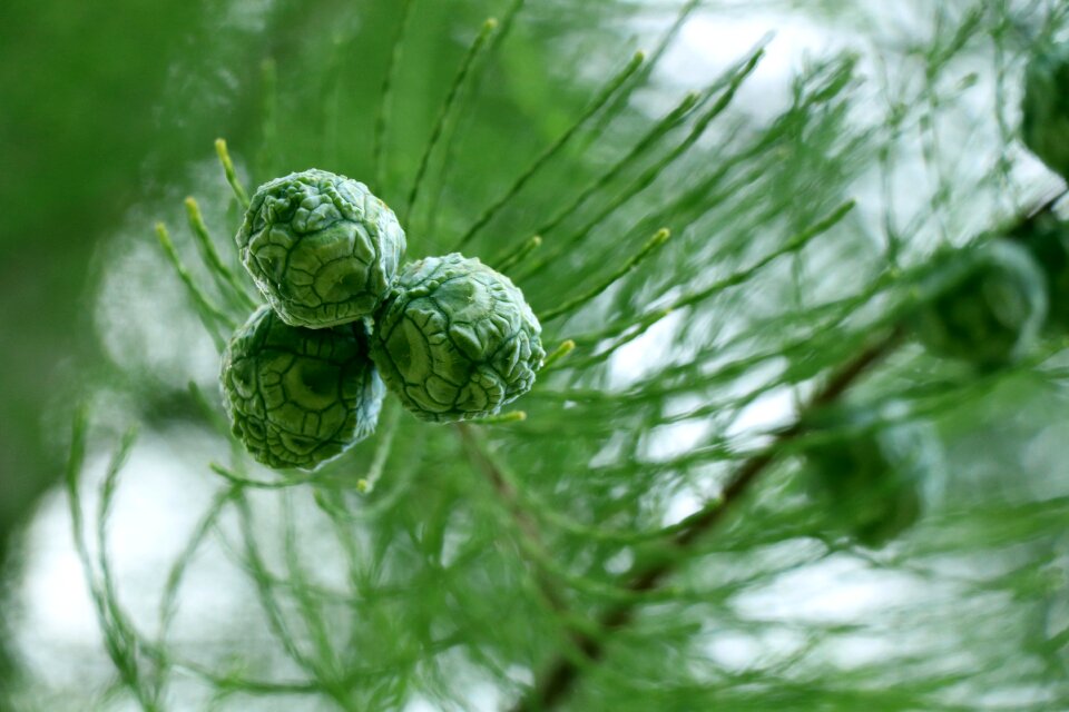 Tree the leaves water fir