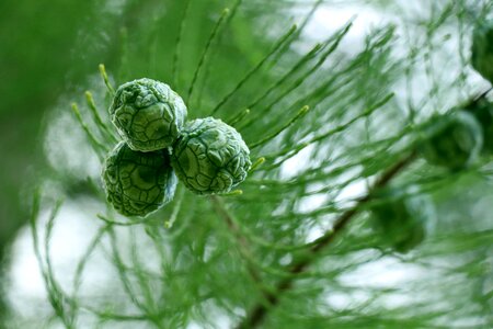 Tree the leaves water fir