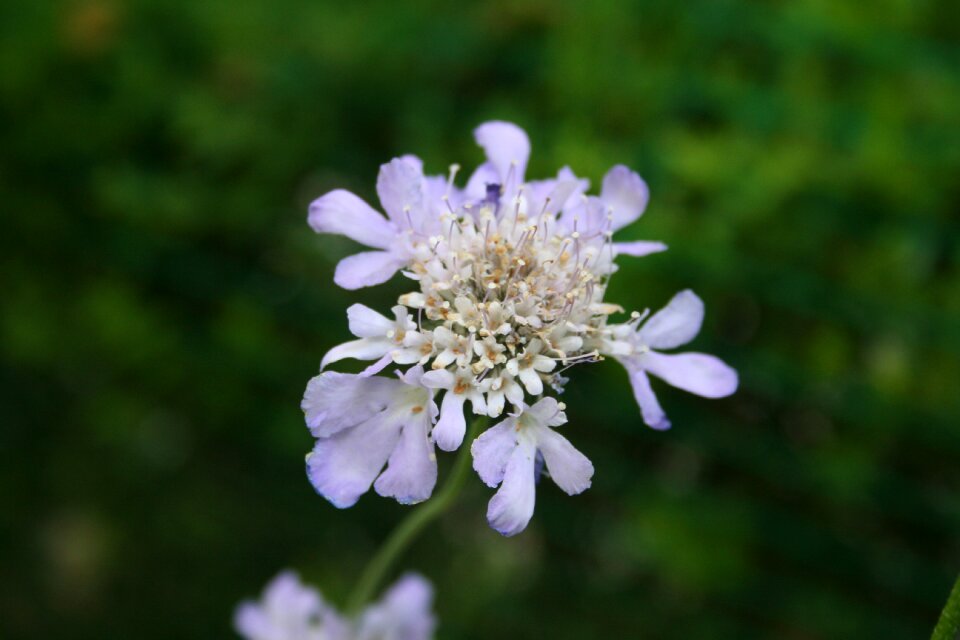 Flowers plants nature photo