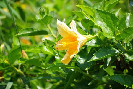 Mallow wild hibiscus exotic
