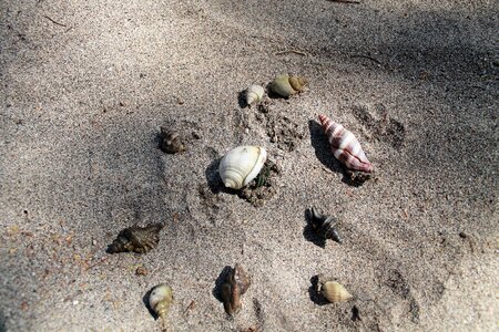 Beach snail shell