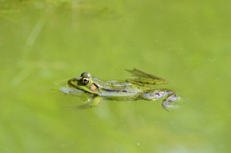 Frog pond animal world pond inhabitants photo