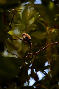 Feather perched animal