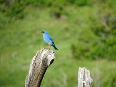 Blue feathers perch