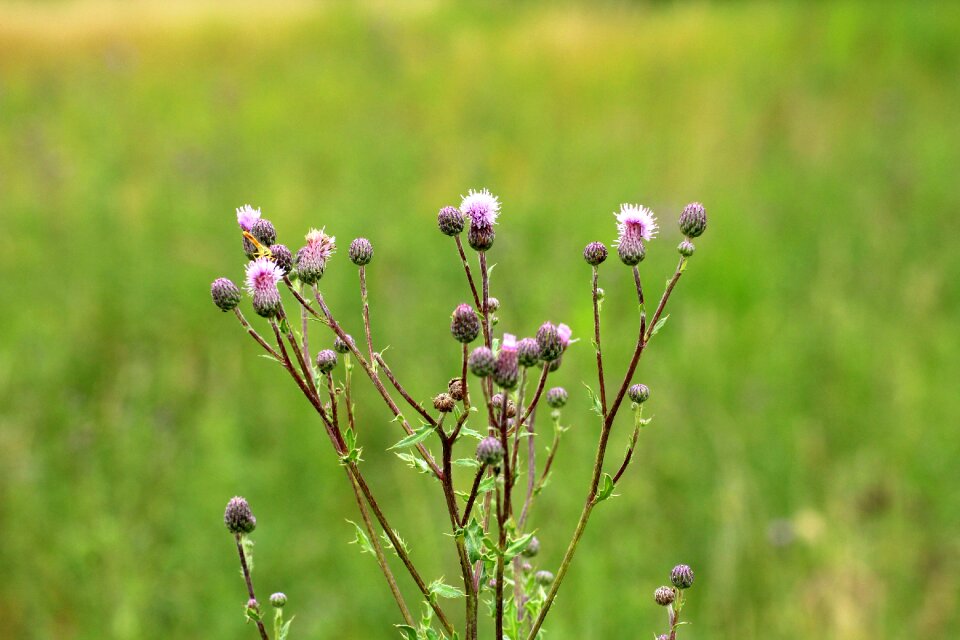 Plant spikes nature