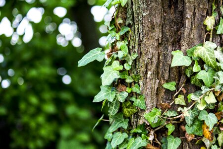Bark plant forest