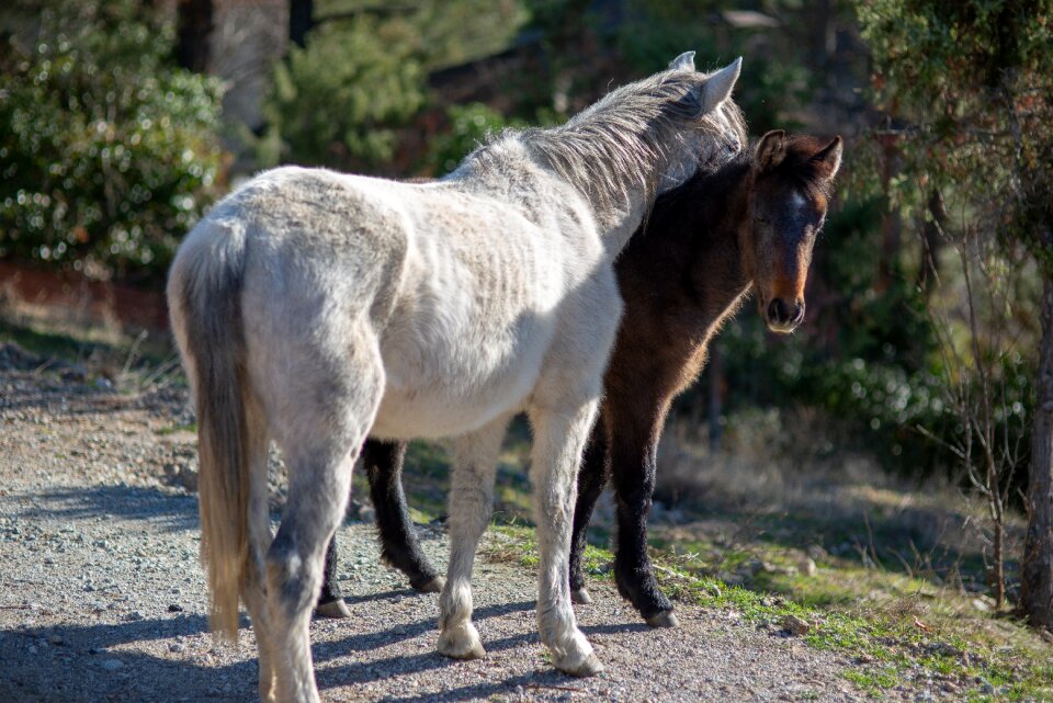 Nature field colts