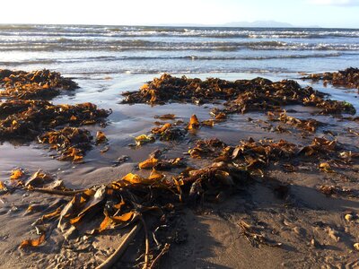 Waves seaweed coast photo