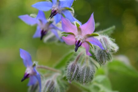 Flower blue blossom wild herbs photo