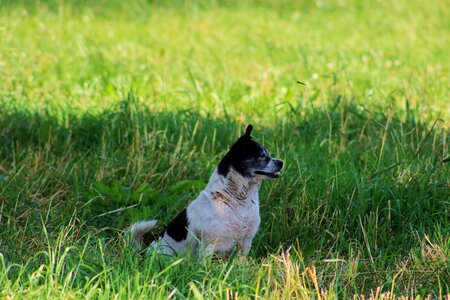 A yorkshire spotted dog doggy photo