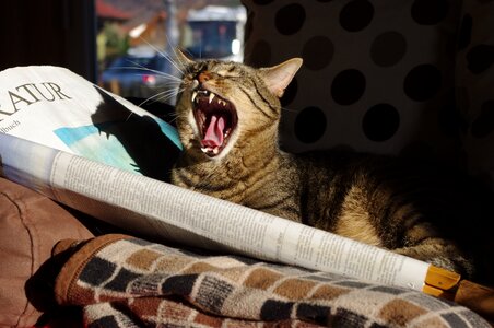 Animal newspaper yawn photo