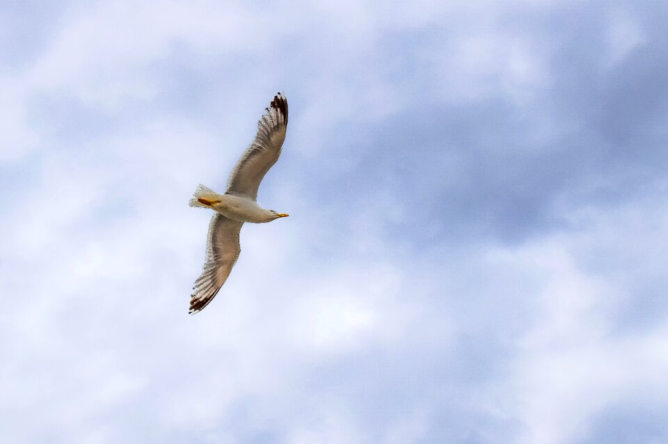 Animal wildlife white