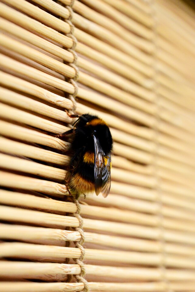 Close-up brown bee