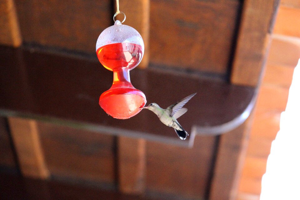 Chuparosas spring little bird