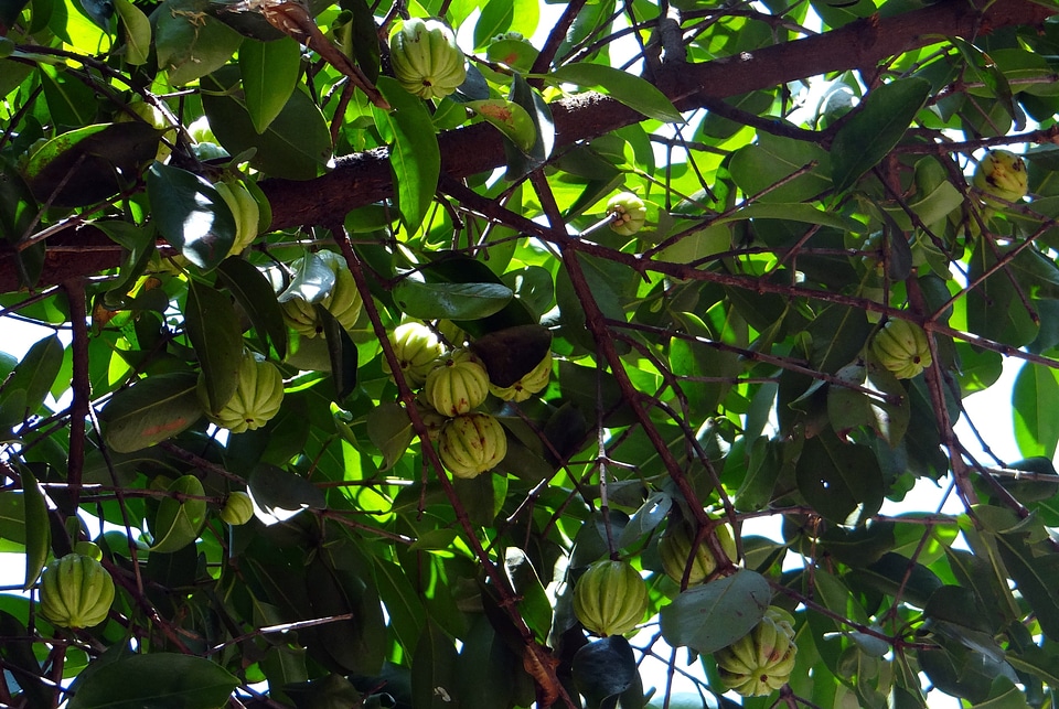 Northern tamarind garcinia gummi-gutta gambooge