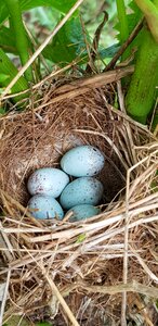 Bird's nest ponte nature