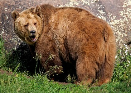 Montana bozeman montana grizzly encounter