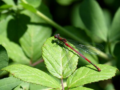 Blackberry pyrrhosoma nymphula ferrer bed-black
