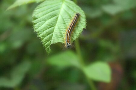 Creature butterfly hairy photo