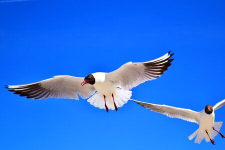 Freedom sky lake photo