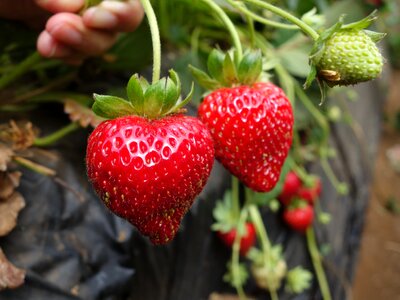 Berry red summer