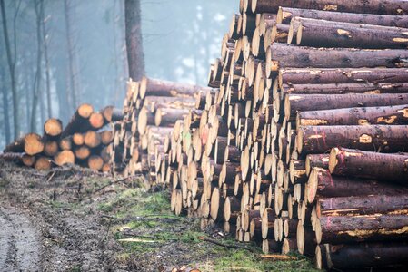 Nature tree trunks forestry