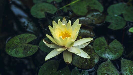 Lily nature water lily photo