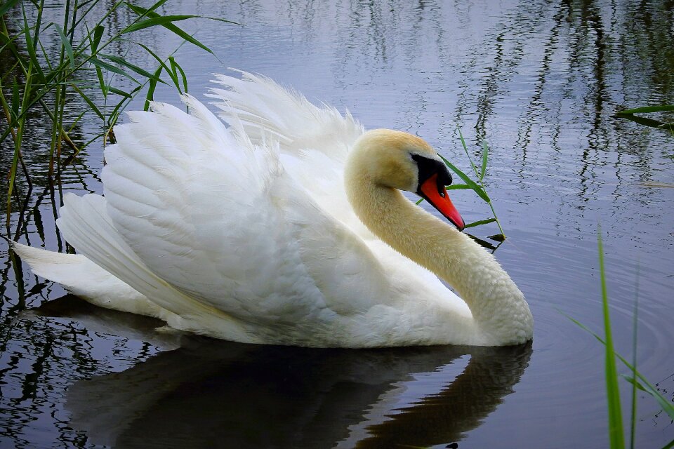 Swan water bird lake