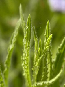 Plant nature close up photo