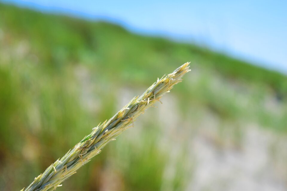 Grasses wind nature
