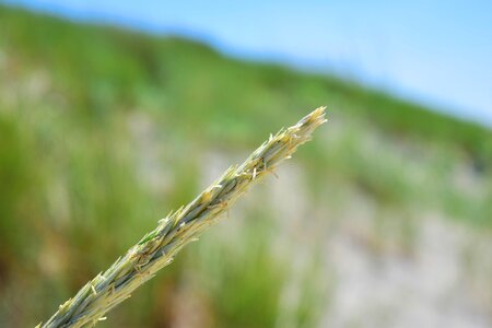 Grasses wind nature