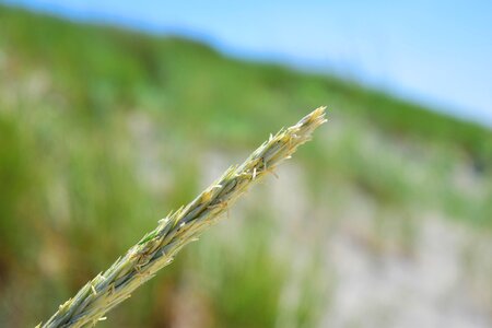 Grasses wind nature photo