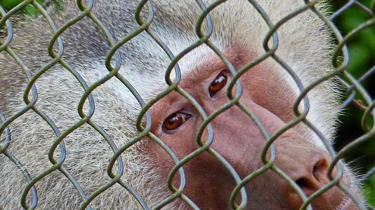 Simian primate zoo photo