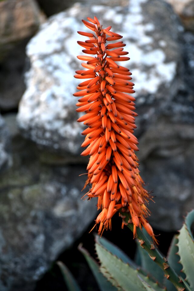 Dry south africa indigenous