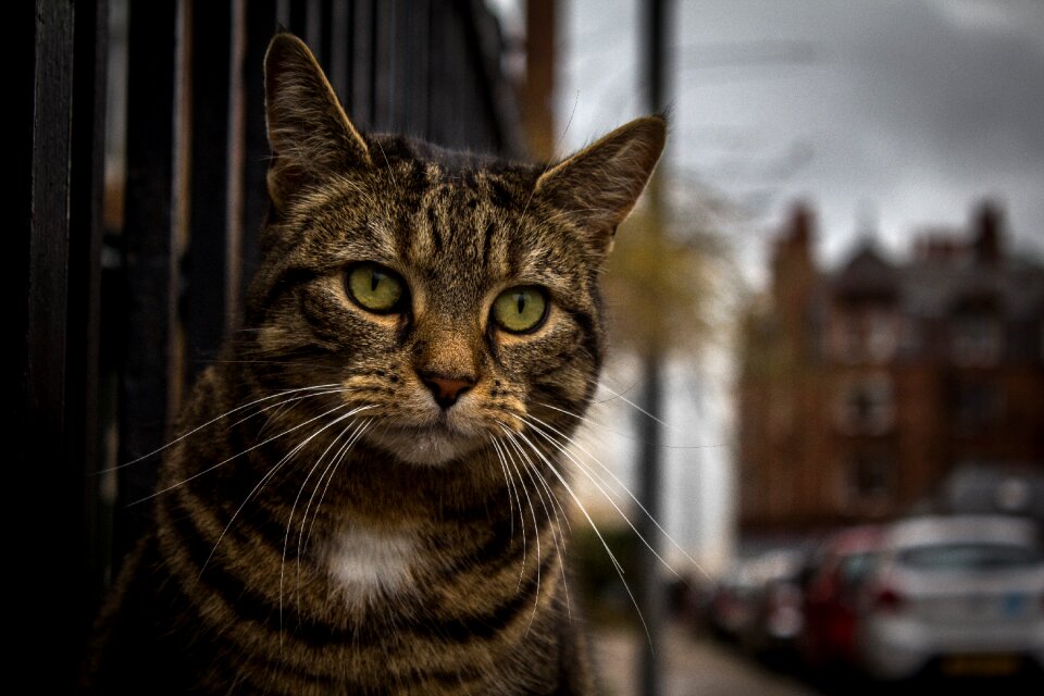 Pet animal cat's eyes